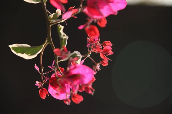 Makroaufnahme Der Blume — Stockfoto