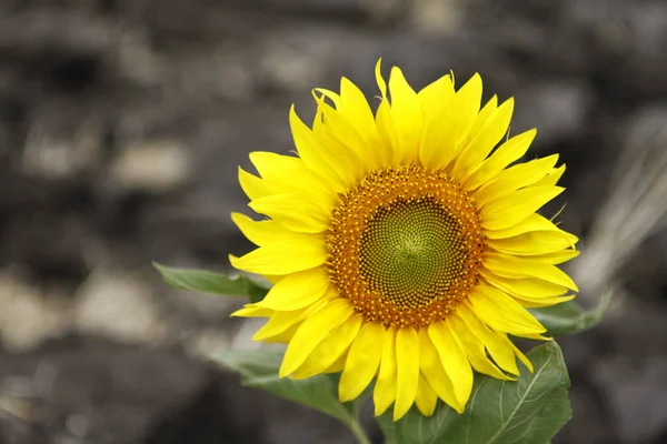 Zonnebloemvelden India — Stockfoto