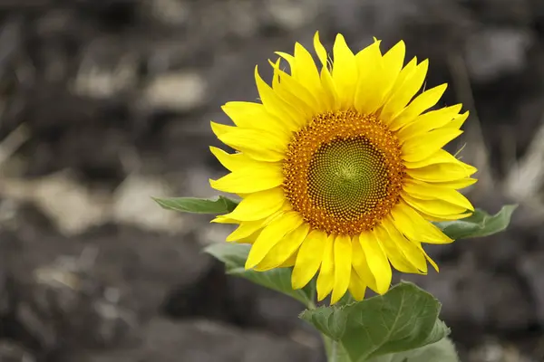 Sluneční Květinová Pole Indie — Stock fotografie