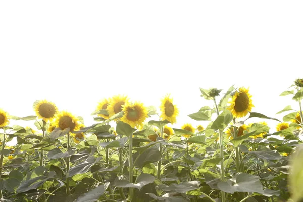 Sonnenblumenfelder Indien — Stockfoto