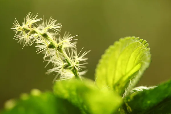 Macro Tiro Flor — Fotografia de Stock