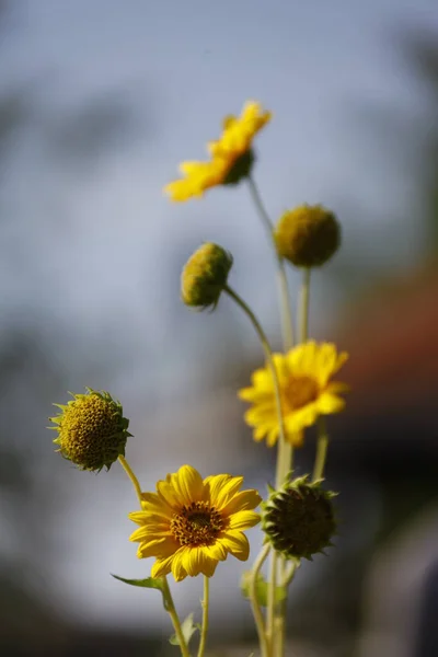 Macro Disparo Flor — Foto de Stock