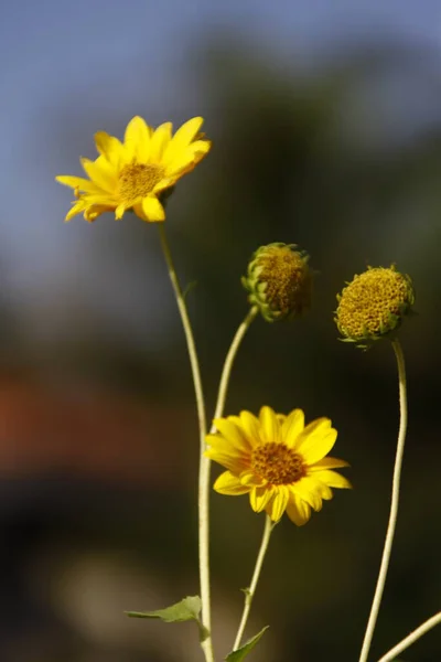 Macro Disparo Flor — Foto de Stock