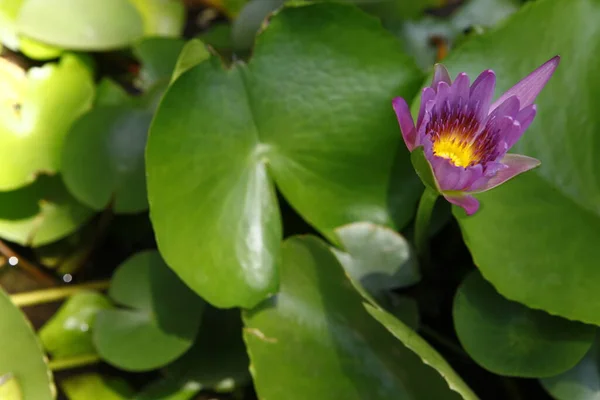 Makroaufnahme Der Blume — Stockfoto