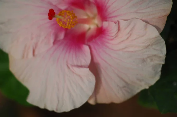 Macro Disparo Flor — Foto de Stock