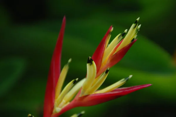 Macro Disparo Flor —  Fotos de Stock