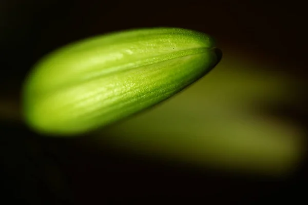 Macro Tiro Flor — Fotografia de Stock