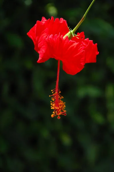 Makroaufnahme Der Blume — Stockfoto