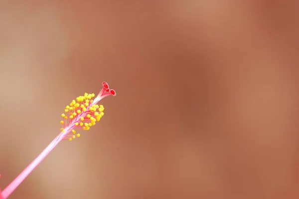 Макрокадр Цветка — стоковое фото