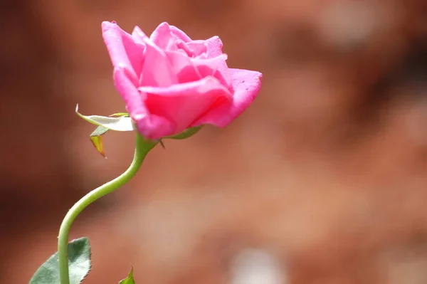 Macro Tiro Flor — Fotografia de Stock