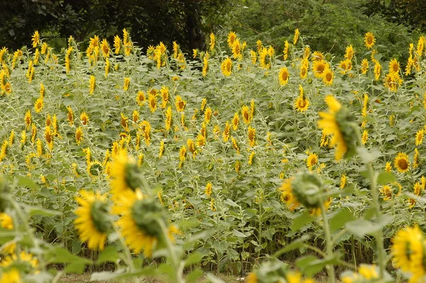 Sun Flower Fields India — Stock Photo, Image