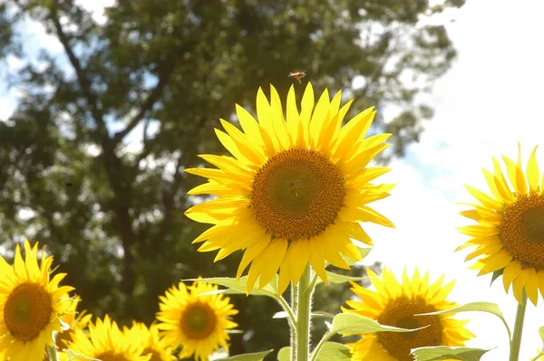 太陽の花のフィールドインド — ストック写真