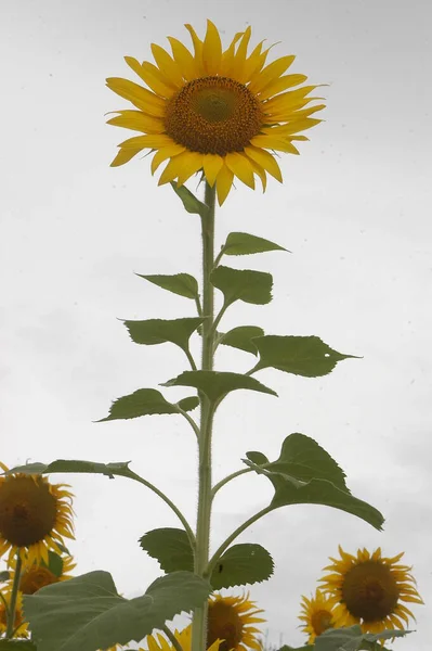 太陽の花のフィールドインド — ストック写真