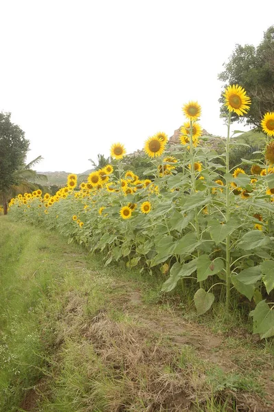 Sun Flower Fields India — Stock Photo, Image