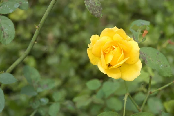 Macro Tiro Flor — Fotografia de Stock