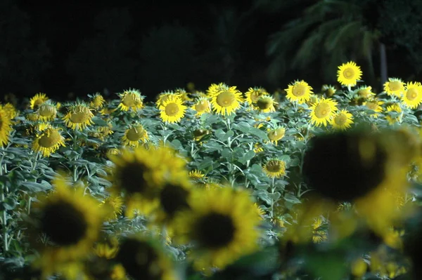 太陽の花のフィールドインド — ストック写真