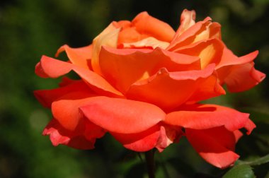 Çiçek dekorasyonu çalışıyor