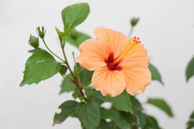 Çiçek dekorasyonu çalışıyor