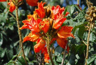 Çiçek dekorasyonu çalışıyor