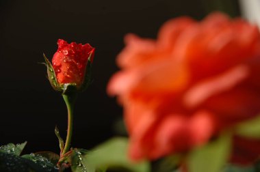 Çiçek dekorasyonu çalışıyor