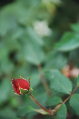 Çiçek dekorasyonu çalışıyor