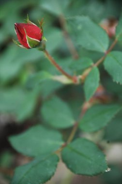 Çiçek dekorasyonu çalışıyor