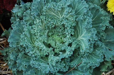 Çiçek dekorasyonu çalışıyor