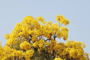 Bahçedeki çiçekler