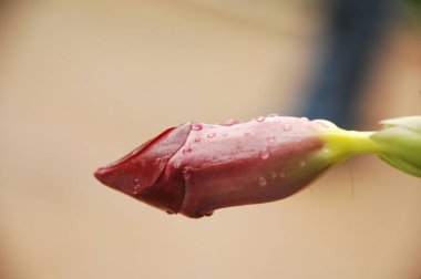 Bahçedeki çiçekler