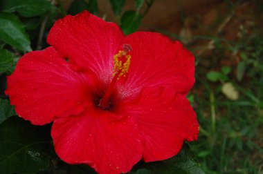 Bahçedeki çiçekler