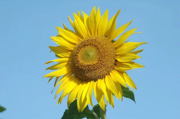太陽の花のフィールドインド — ストック写真