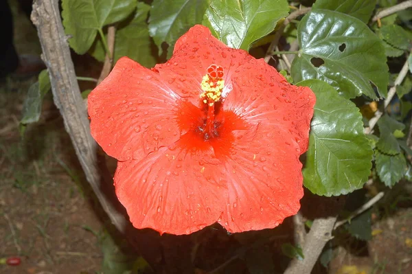 Macro Disparo Flor — Foto de Stock