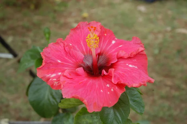 Blumenschmuck Bei Veranstaltung — Stockfoto