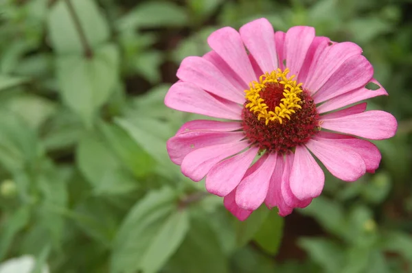 Blommor Dekoration Vid Funktion — Stockfoto