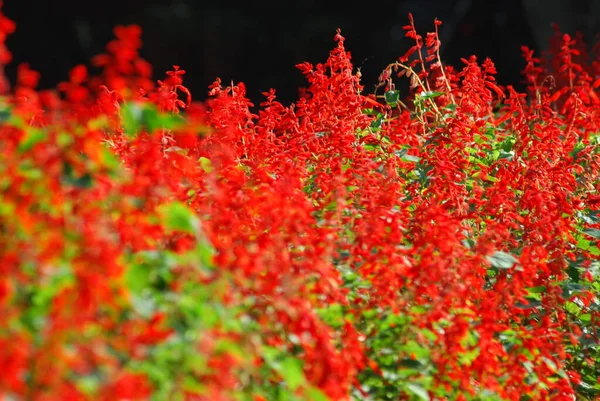 関数で花の装飾 — ストック写真