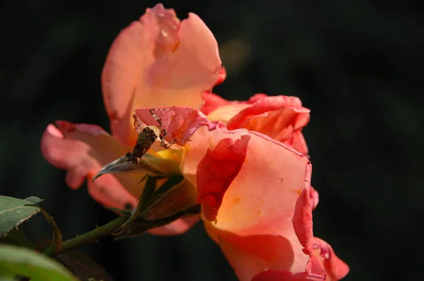 関数で花の装飾 — ストック写真