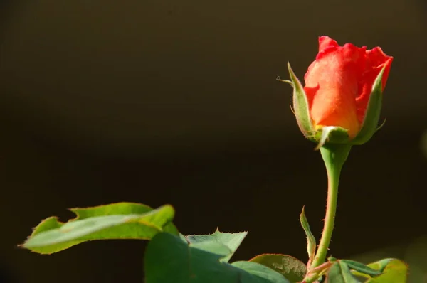 Macro Disparo Flor — Foto de Stock