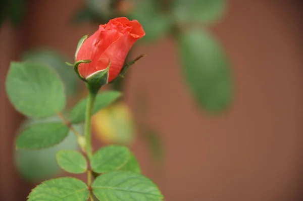 関数で花の装飾 — ストック写真