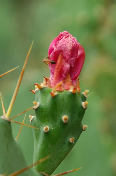 Blommor Trädgården — Stockfoto