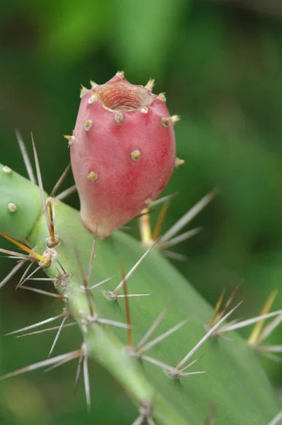 Bahçedeki Çiçekler — Stok fotoğraf