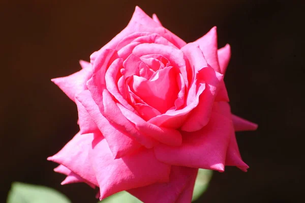 Flores Jardín — Foto de Stock