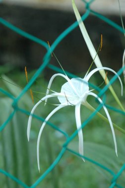 Bahçedeki çiçekler