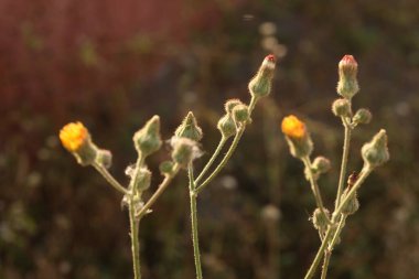 Bahçedeki çiçekler