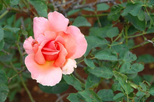 Flores Jardín — Foto de Stock