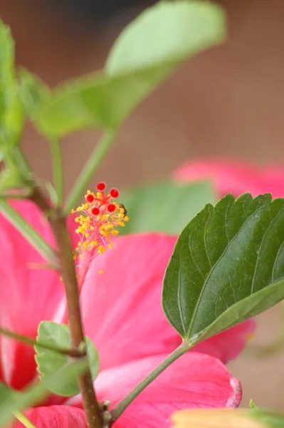 庭の花 — ストック写真