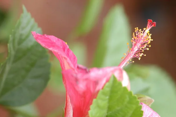 庭の花 — ストック写真