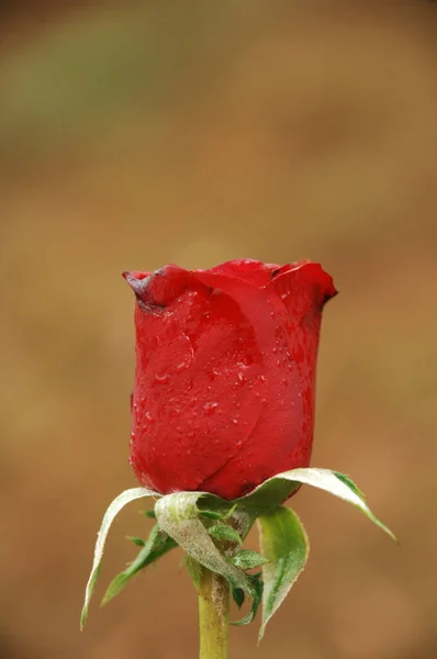 Bahçedeki Çiçekler — Stok fotoğraf