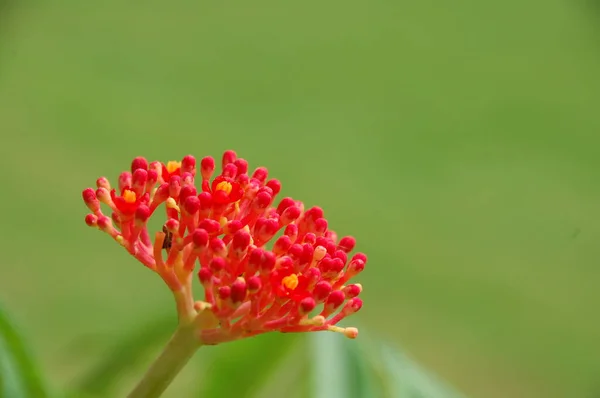 Bloemen Tuin — Stockfoto