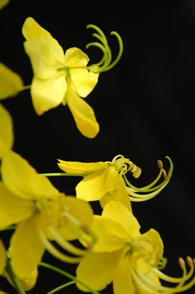 Flores Jardín — Foto de Stock