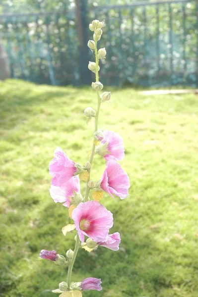 関数で花の装飾 — ストック写真